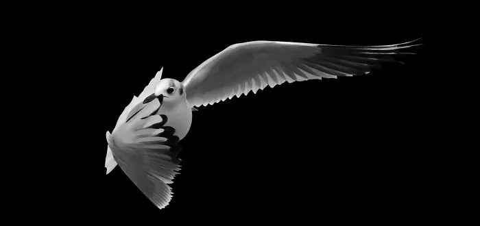 I See Dancing Seagulls