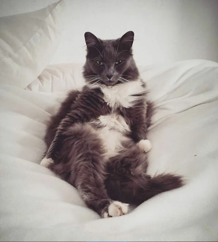 Ms Attitude