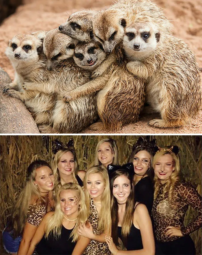 Have You Ever Noticed How Sorority Girls Always Pose Like Meerkats? (27 Pics)