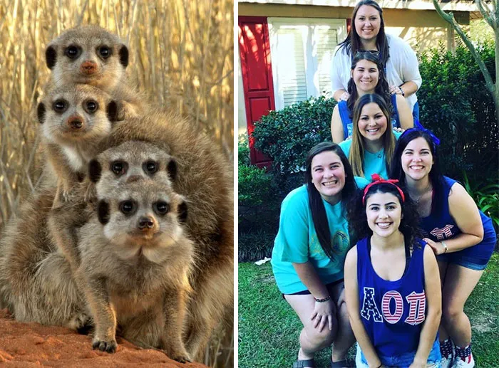 Have You Ever Noticed How Sorority Girls Always Pose Like Meerkats? (27 Pics)