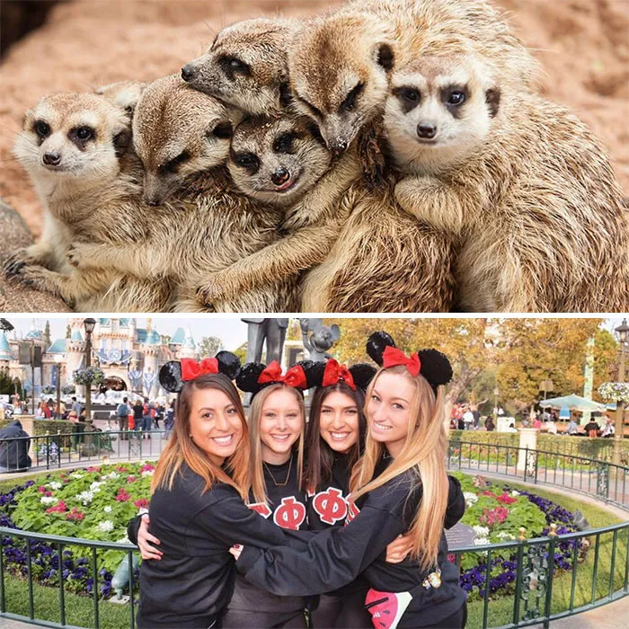 Have You Ever Noticed How Sorority Girls Always Pose Like Meerkats? (27 Pics)