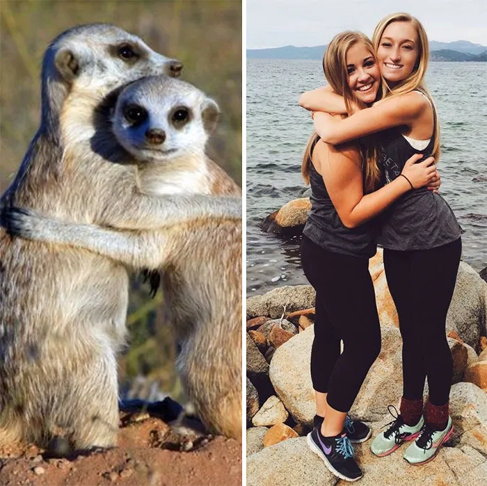 Have You Ever Noticed How Sorority Girls Always Pose Like Meerkats? (27 Pics)