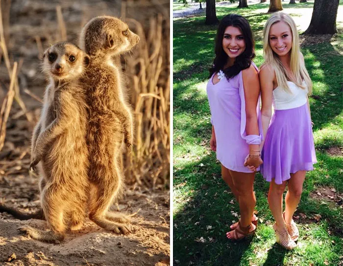 Have You Ever Noticed How Sorority Girls Always Pose Like Meerkats? (27 Pics)