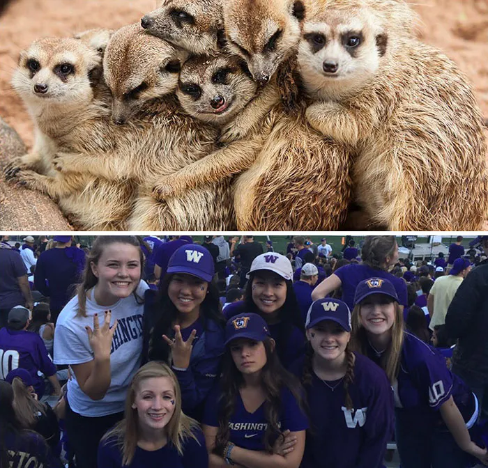 Have You Ever Noticed How Sorority Girls Always Pose Like Meerkats? (27 Pics)