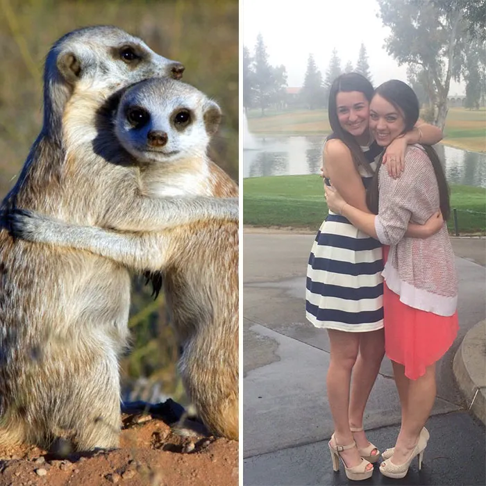 Have You Ever Noticed How Sorority Girls Always Pose Like Meerkats? (27 Pics)