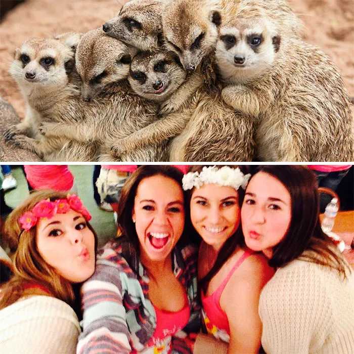 Have You Ever Noticed How Sorority Girls Always Pose Like Meerkats? (27 Pics)