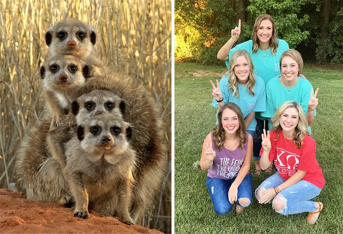 Have You Ever Noticed How Sorority Girls Always Pose Like Meerkats? (27 Pics)