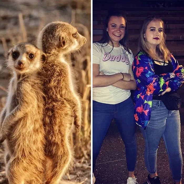 Have You Ever Noticed How Sorority Girls Always Pose Like Meerkats? (27 Pics)