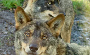 I Was Feeling Down, Then A Wolf Smiled At Me