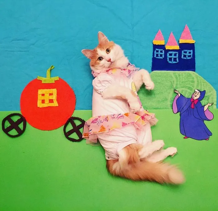 Meet Kuzya, A True Cat Adventurer From Russia