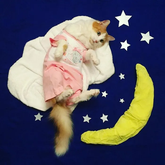 Meet Kuzya, A True Cat Adventurer From Russia