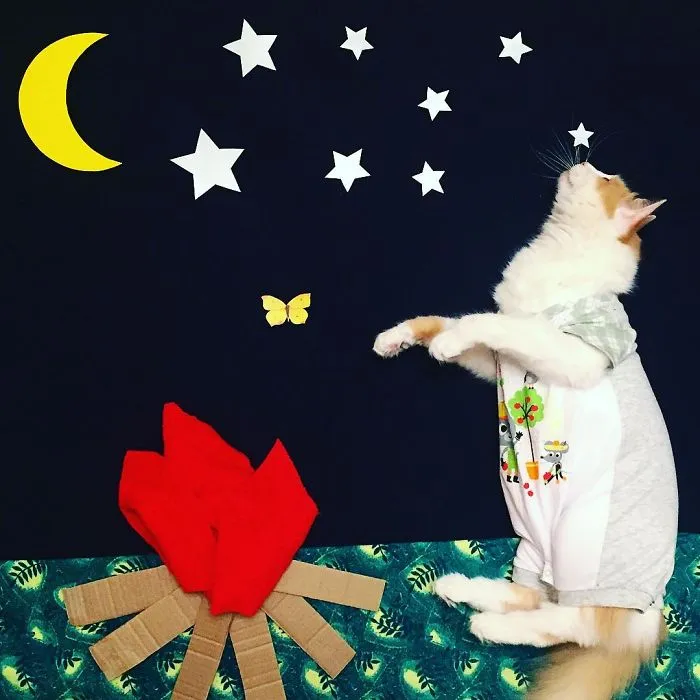 Meet Kuzya, A True Cat Adventurer From Russia