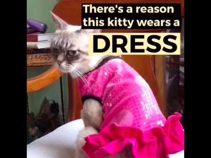 There's A Good Reason Why This Kitty Wears Clothes