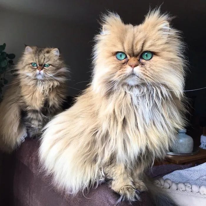 Two Dutch Ladies Who Can Look Right Into Your Soul!