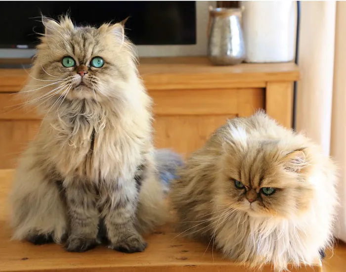 Two Dutch Ladies Who Can Look Right Into Your Soul!