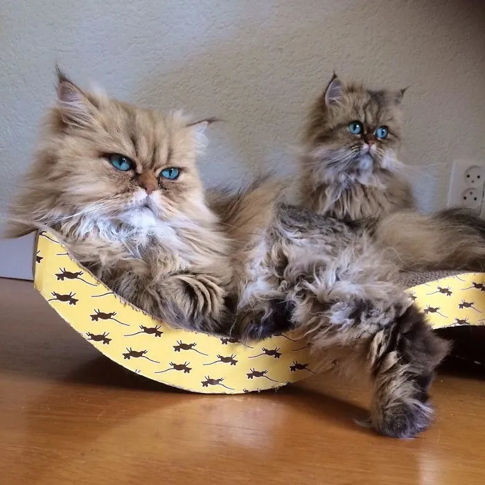 Two Dutch Ladies Who Can Look Right Into Your Soul!