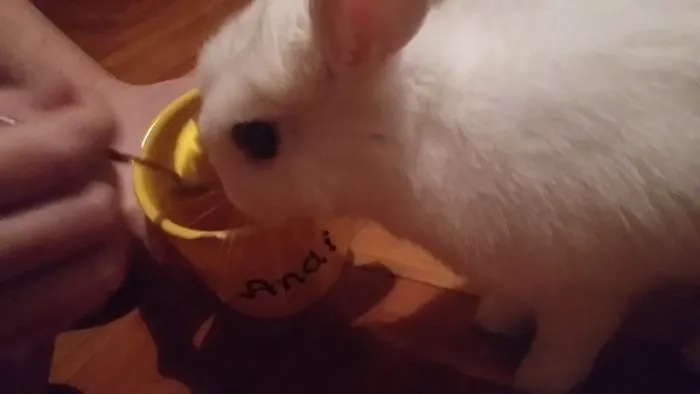 Little Bunny Drinking Tea From A Spoon