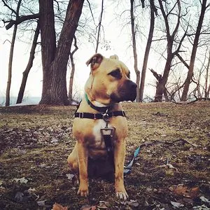 The Instigator