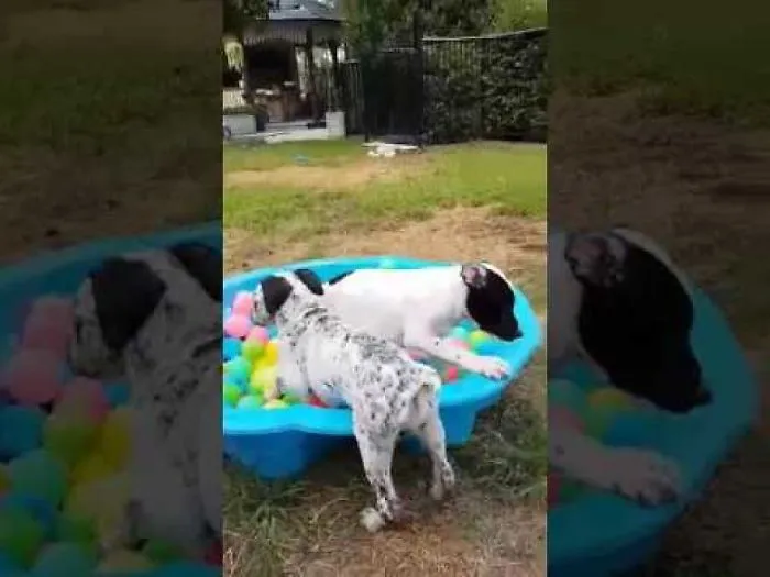 Guaranteed To Make You Smile! Six Little Rescue Pups Having A Ball.