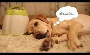 Smartest Labrador Ever, Would Do Anything For Food And Will Make You Die Laughing!