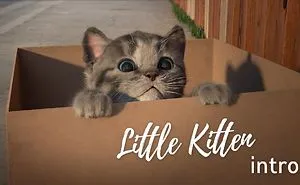 We Made This Kitten