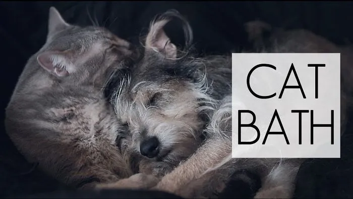 Cat Gives Dog Deluxe Bath Time