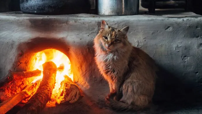 Portrait Of A Housecat