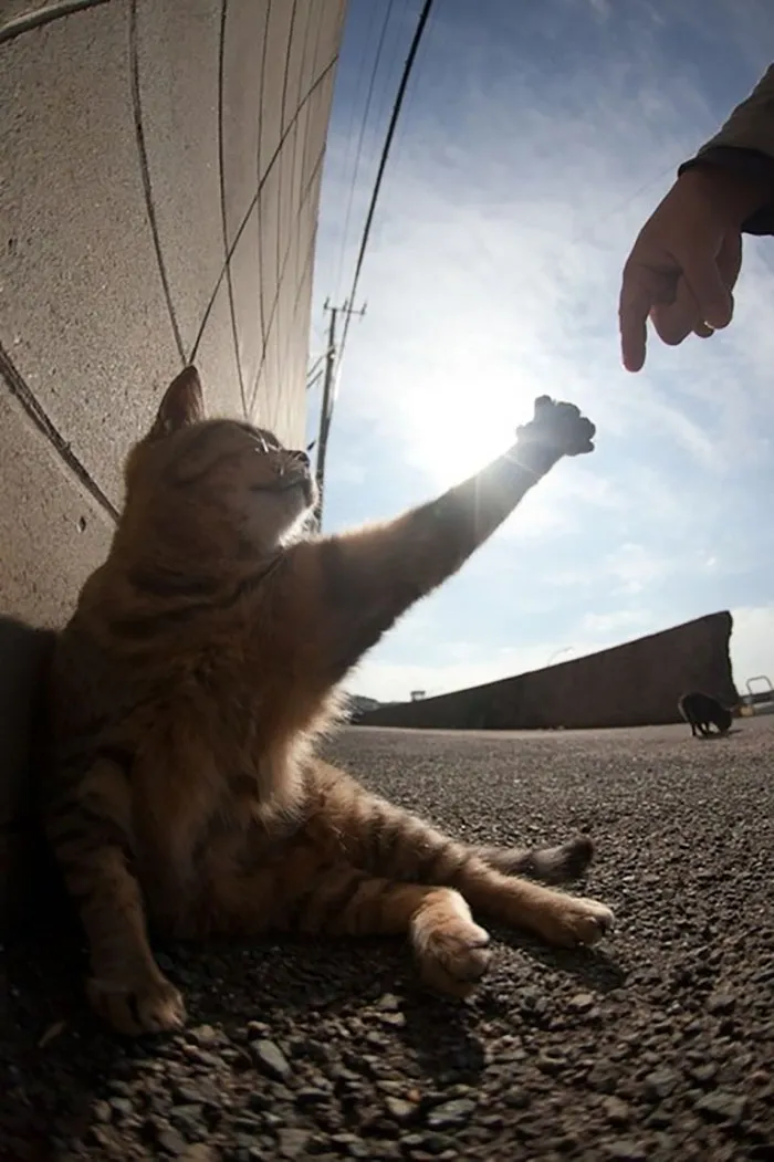 The Creation