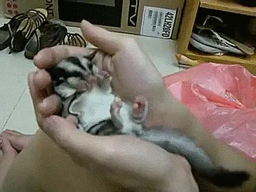 Sueña Que Hace Kung Fu