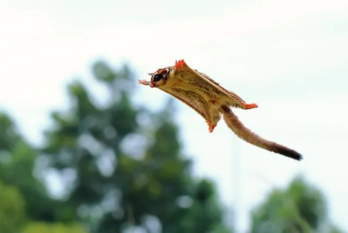 Sugar Glider