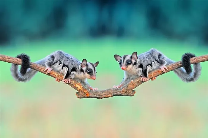 Sugar Glider
