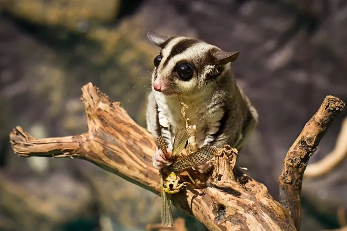 Sugar Glider