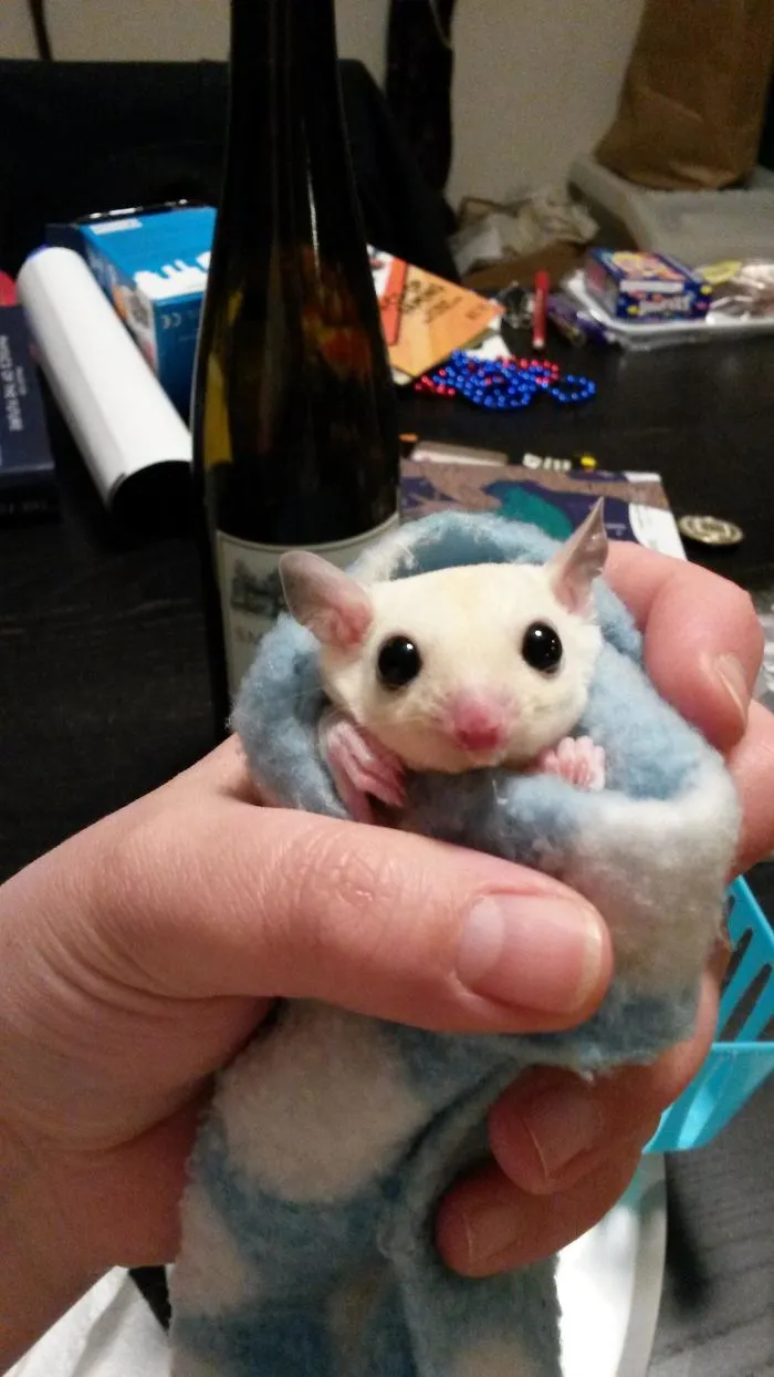Sugar Glider Joey Makes Cute Burrito