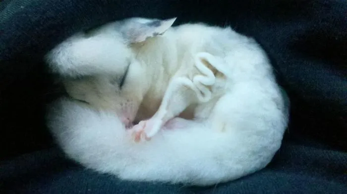 Se Llama Ghost Y Tiene 3 Meses