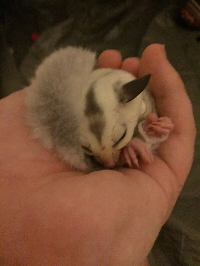 Killian, One Of My Sugar Gliders, Sleeping In My Hand
