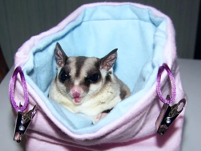 Be Prepared! Always Carry A Sugar Glider