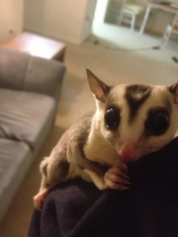 My Sugar Glider, Marvel, Hates The Light And Clings To My Gf When The Lamp Is On