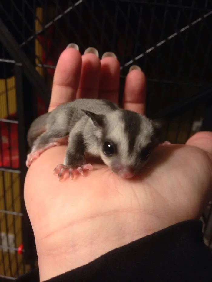 Baby Sugar Glider Finally Opens Her Eyes!
