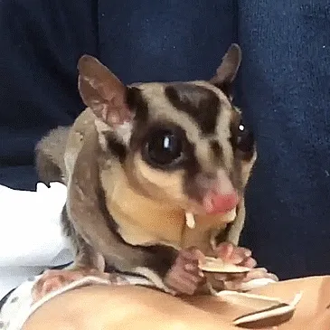 Sugar Glider Enjoying A Sunflower Seed