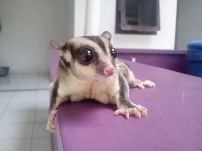 Big Eyes