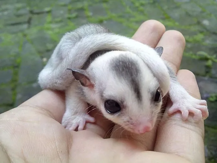 Tiny Baby
