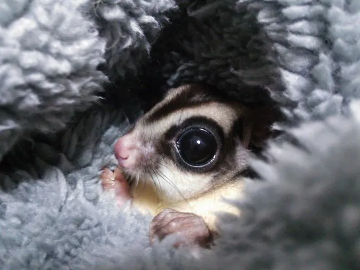 Sugar Glider