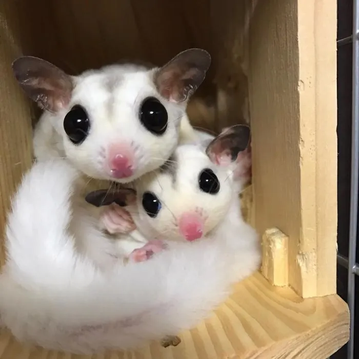 Sugar Glider