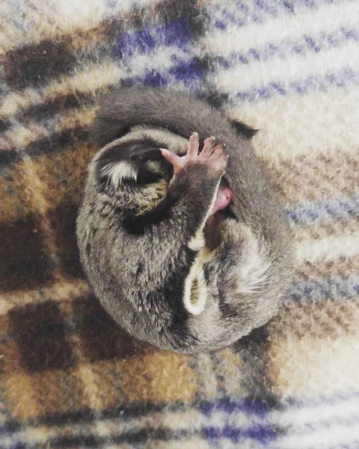 Sugar Glider