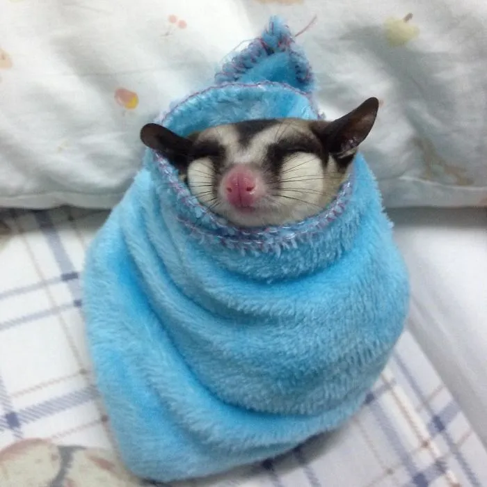 En Su Mantita