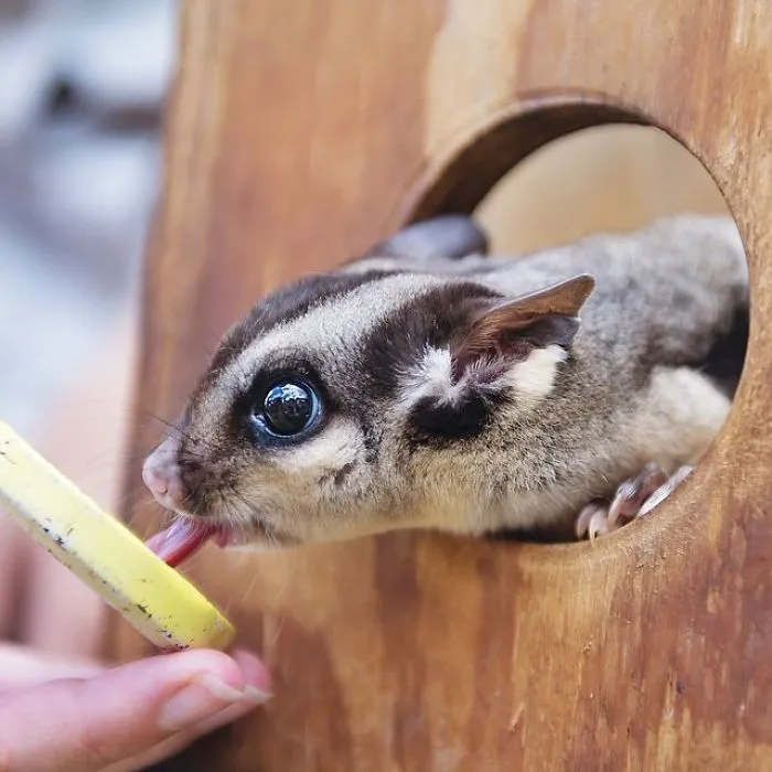 When These Little Possums Aren't Gliding Between Trees, They Are Searching For Sugary Things Like Honey... Hence Their Sweet 'Sugar Glider' Name