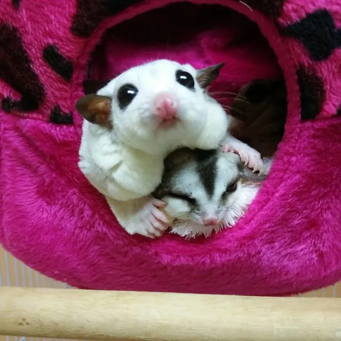 So Fluffy