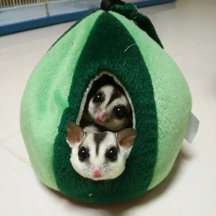 Adorable