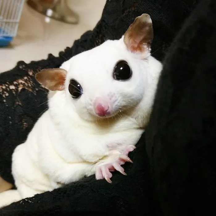 White As Snow