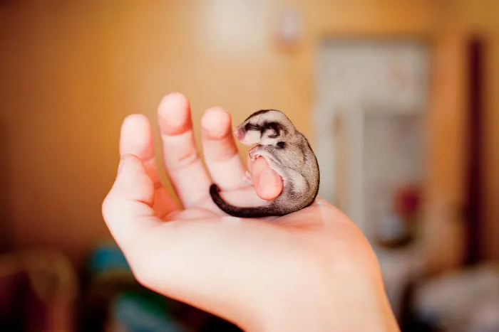 Sugar Glider